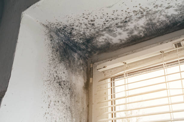 Affordable Bathroom Mold Removal solutions in Hillsborough, NC